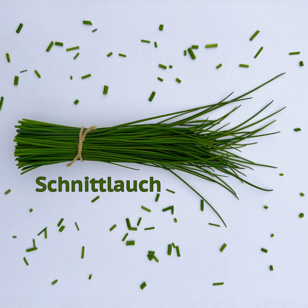 Ein Bund frischer grüner und gesunder Schnittlauch sowie klein geschnittener verzehrfähiger Schnittlauch.