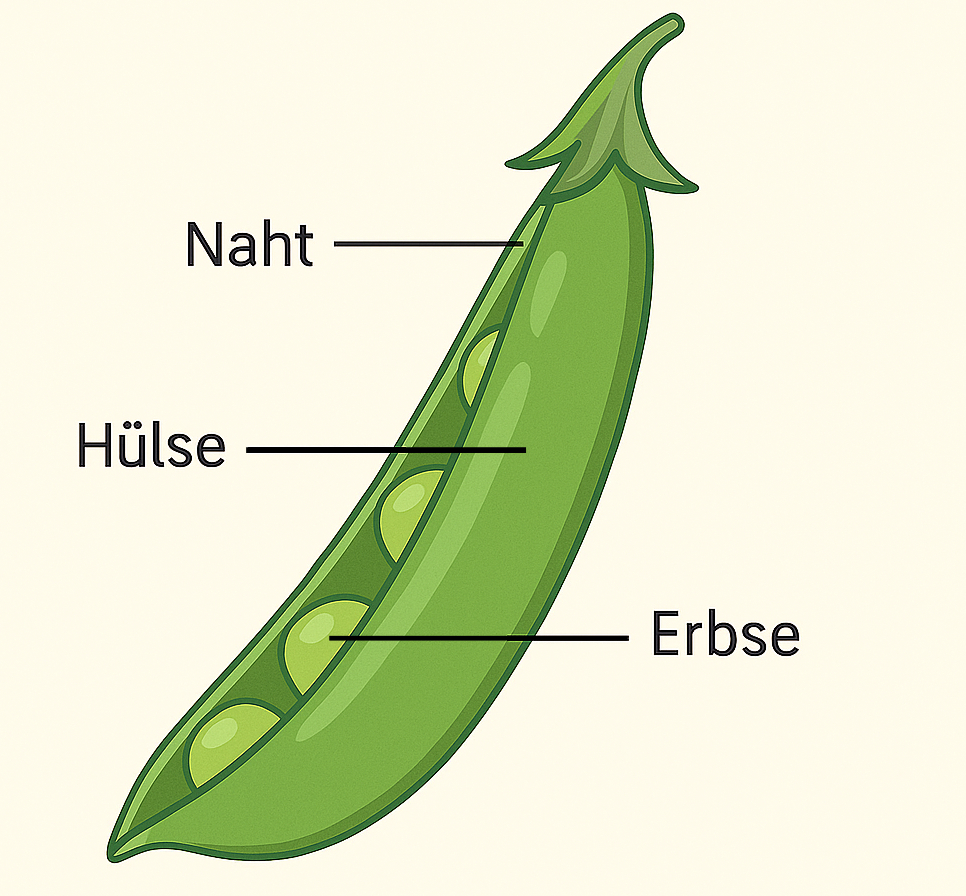 eine Darstellung einer Erbse. Diese ist beschriftet.