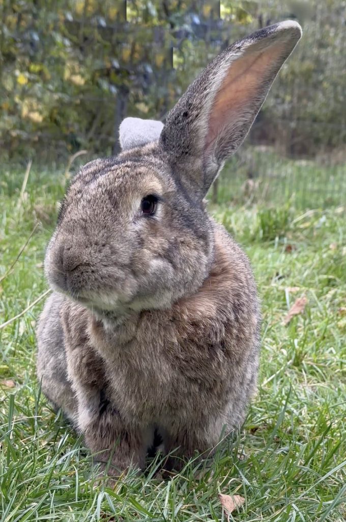 Kaninchen sitzt auf grüner Wise