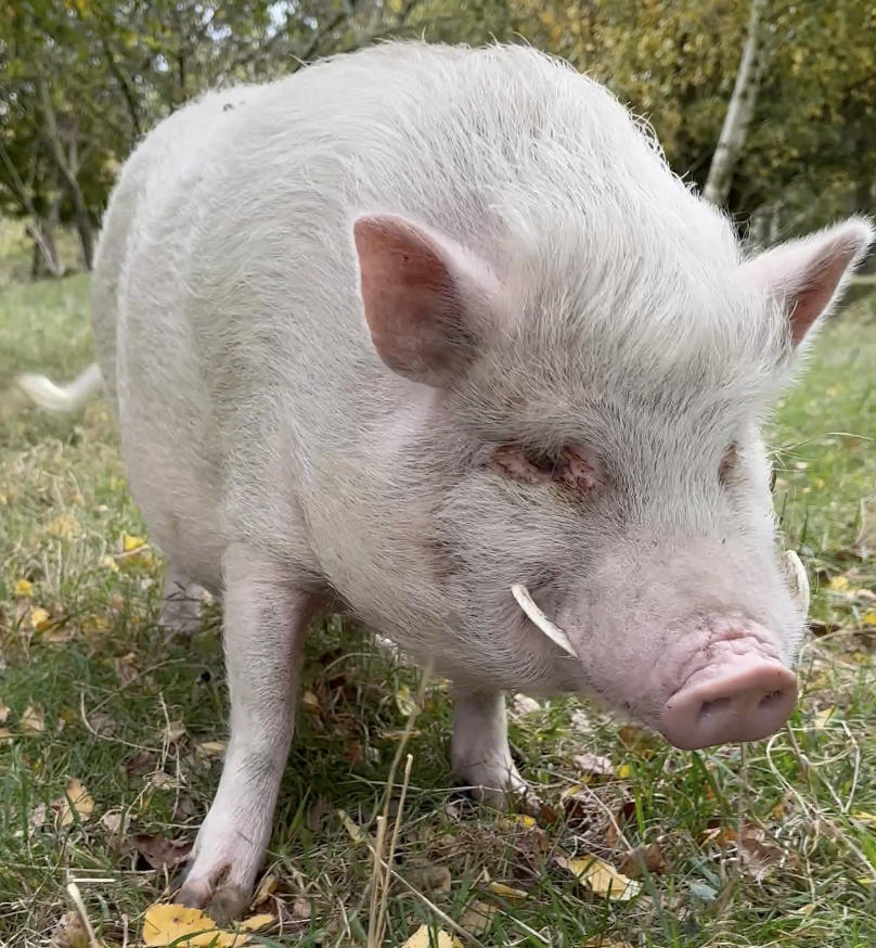 gerettetes rosa Minischwein auf Wiese