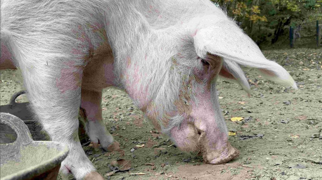 Foto, rosa Schwein schnüffelt auf Untergrund, draußen im „Land der Tiere“ 