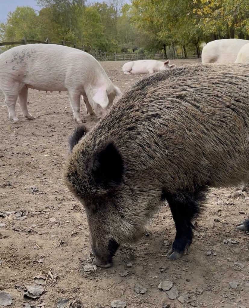 Wildschwein, draußen, schnüffelt auf Untergrund im "Land der Tiere"